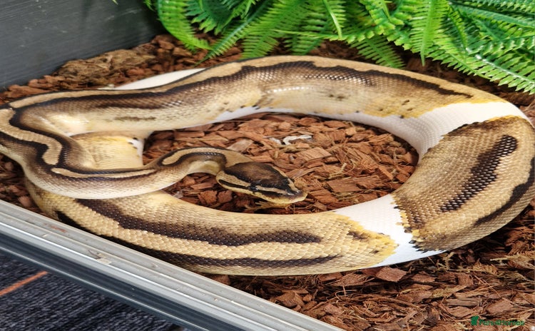 Python Snake reptiles - Advert 2