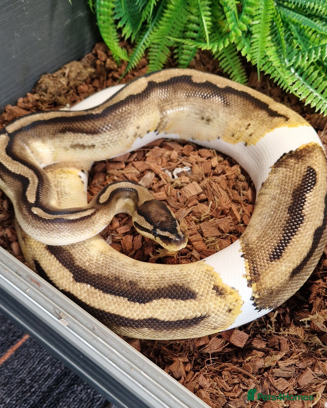 Python Snake reptiles for sale: Pied Royal / Ball Python - Image 1