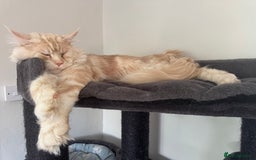 Ragcoon cats for sale: Gorgeous Mainecoon x Ragdoll kittens  - Image 21