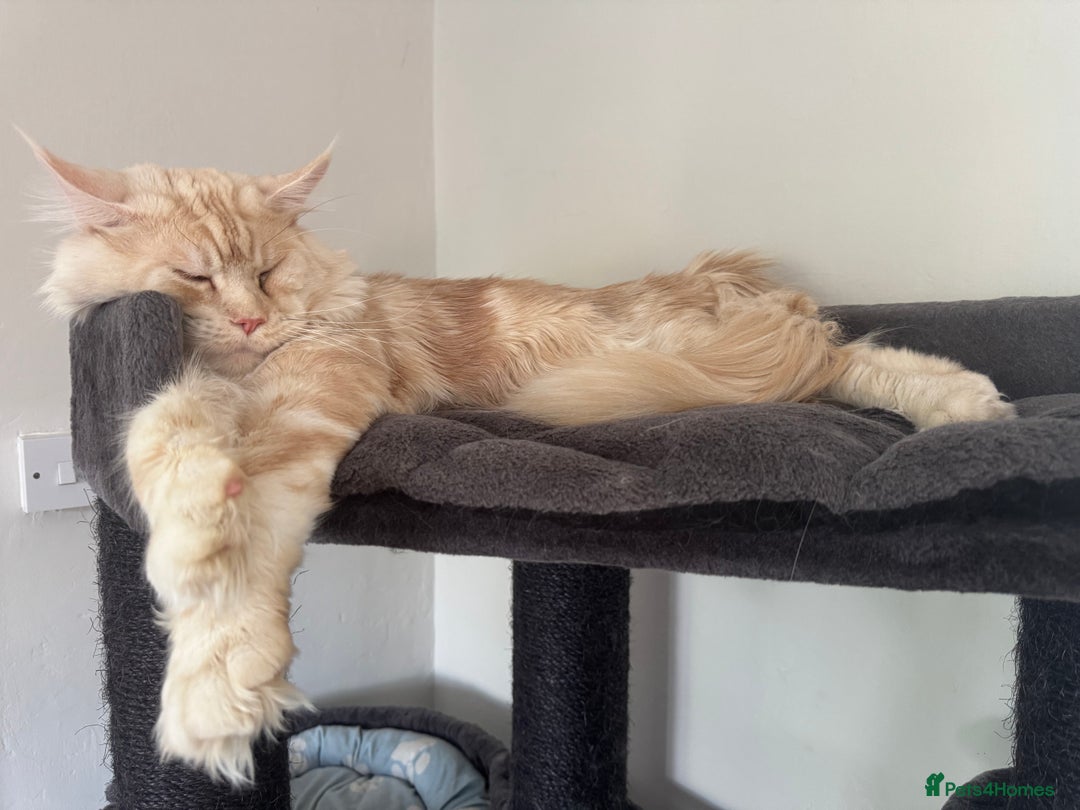 Ragcoon cats for sale: Gorgeous Mainecoon x Ragdoll kittens  - Image 21