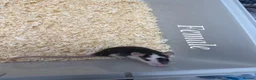 Rat rodents for sale: Mixed sex fancy rats - Advert 11