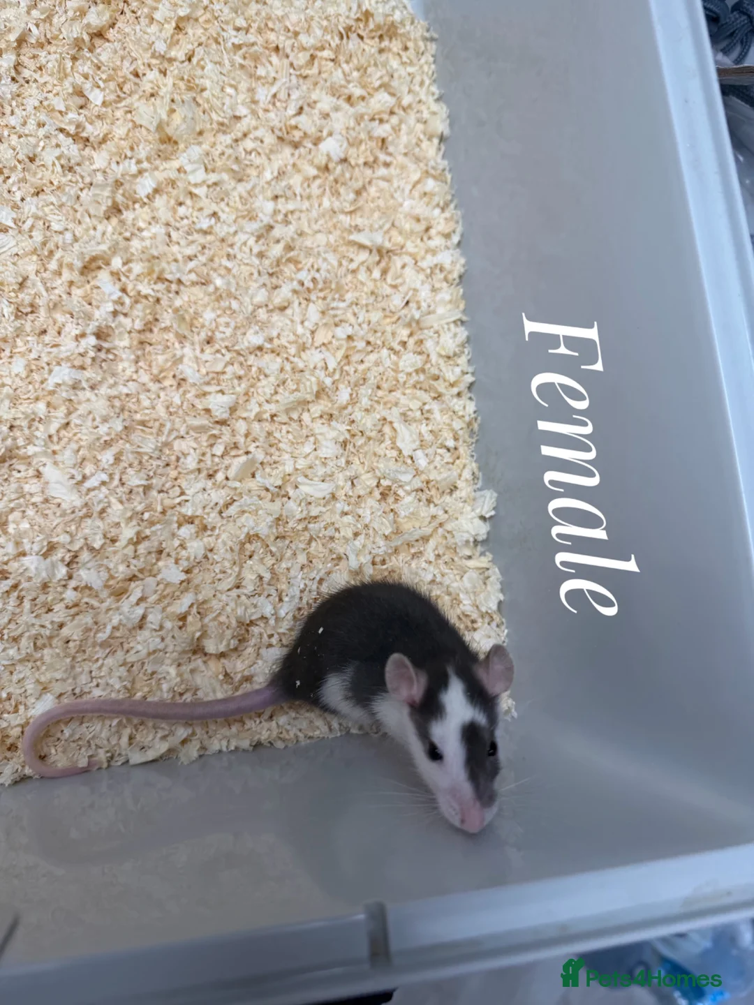 Rat rodents for sale: Mixed sex fancy rats - Advert 11