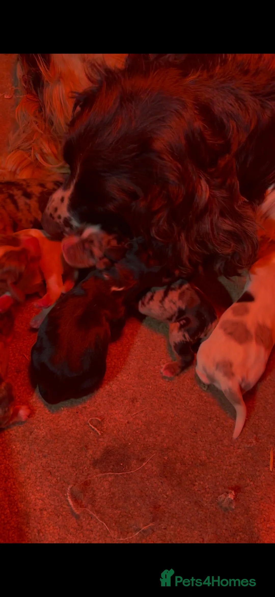 Cocker Spaniel dogs for sale: Beautiful cocker spaniel puppies for sale - Advert 1