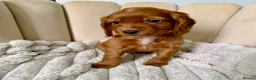 Cocker Spaniel dogs for sale: Adorable Red Cocker Spaniel Puppies 🐶❤️ - Advert 13