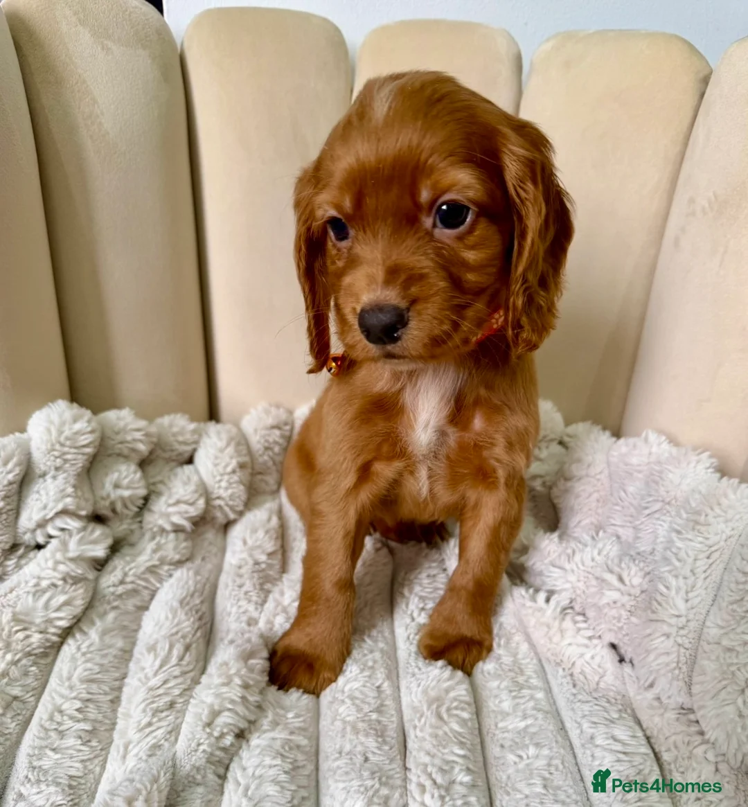 Cocker Spaniel dogs for sale: Adorable Red Cocker Spaniel Puppies 🐶❤️ - Advert 13