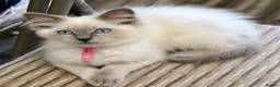 Ragdoll cats for sale: Gccf registered ragdoll kittens  - Advert 2