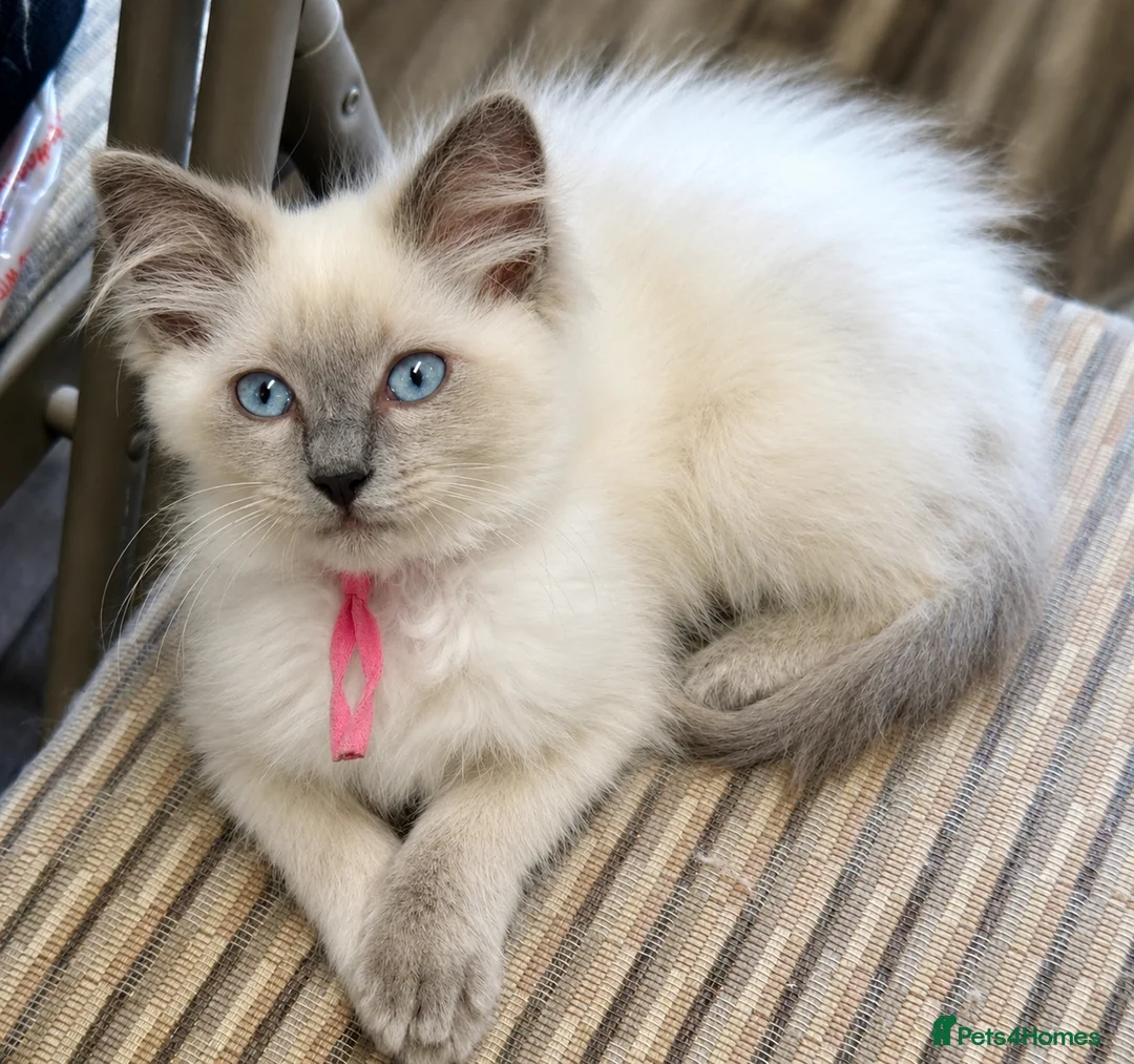 Ragdoll cats for sale: Gccf registered ragdoll kittens  - Advert 2