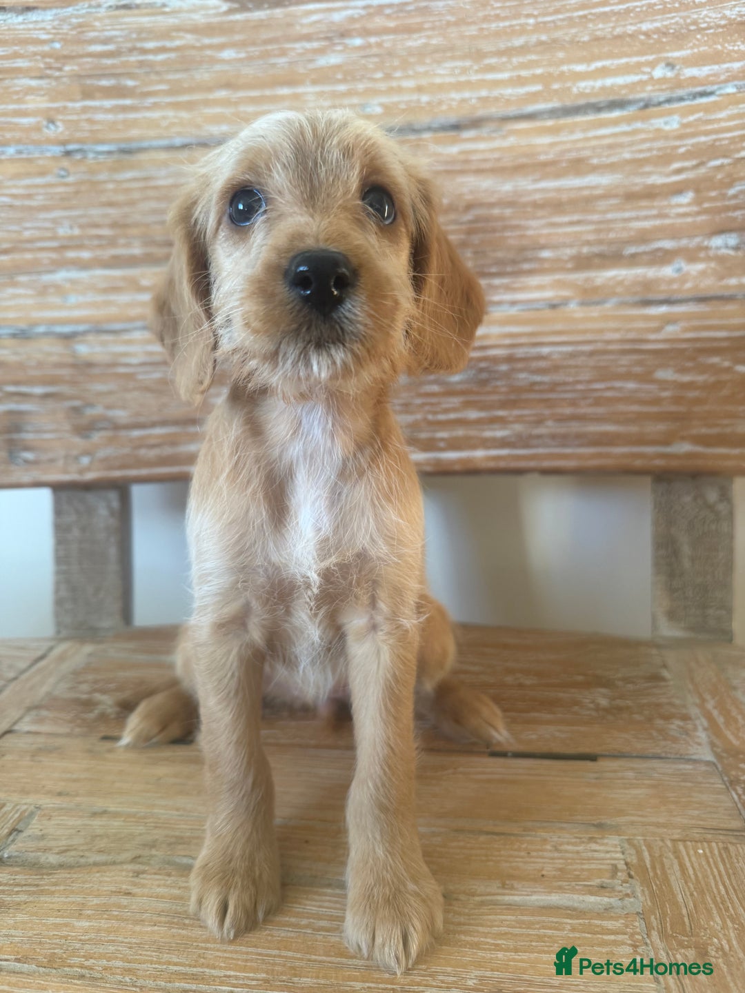 Labradoodle dogs for sale: Unique Stunning miniature doodles - Advert 4