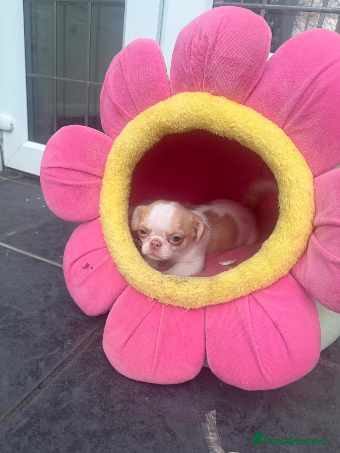 Chihuahua dogs for sale: KC registered chihuahua amazing green eyes  - Advert 24
