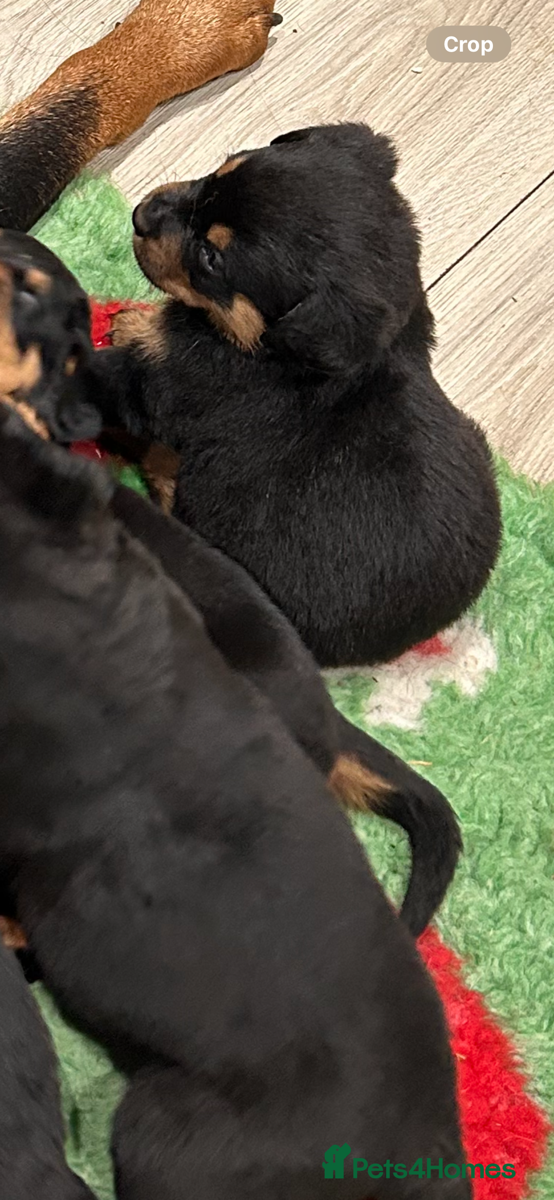 Rottweiler dogs for sale: Rottweiler puppys - Advert 4