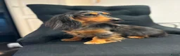 Miniature Dachshund dogs for sale: Beautiful babies ready now !  - Advert 8