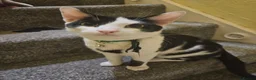 Domestic Shorthair cats for sale: 3 Kittens For Sale..  in Mansfield - Advert 4