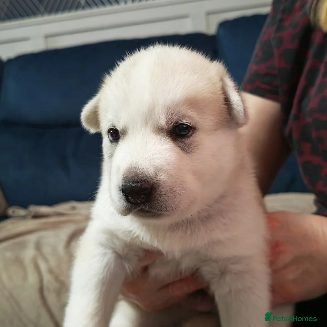 Huskita dogs for sale: 4 beautiful Husky / huskita puppies  - Advert 3