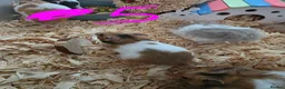 Hamster rodents for sale: Syrian hamsters various colours and genders - Advert 10