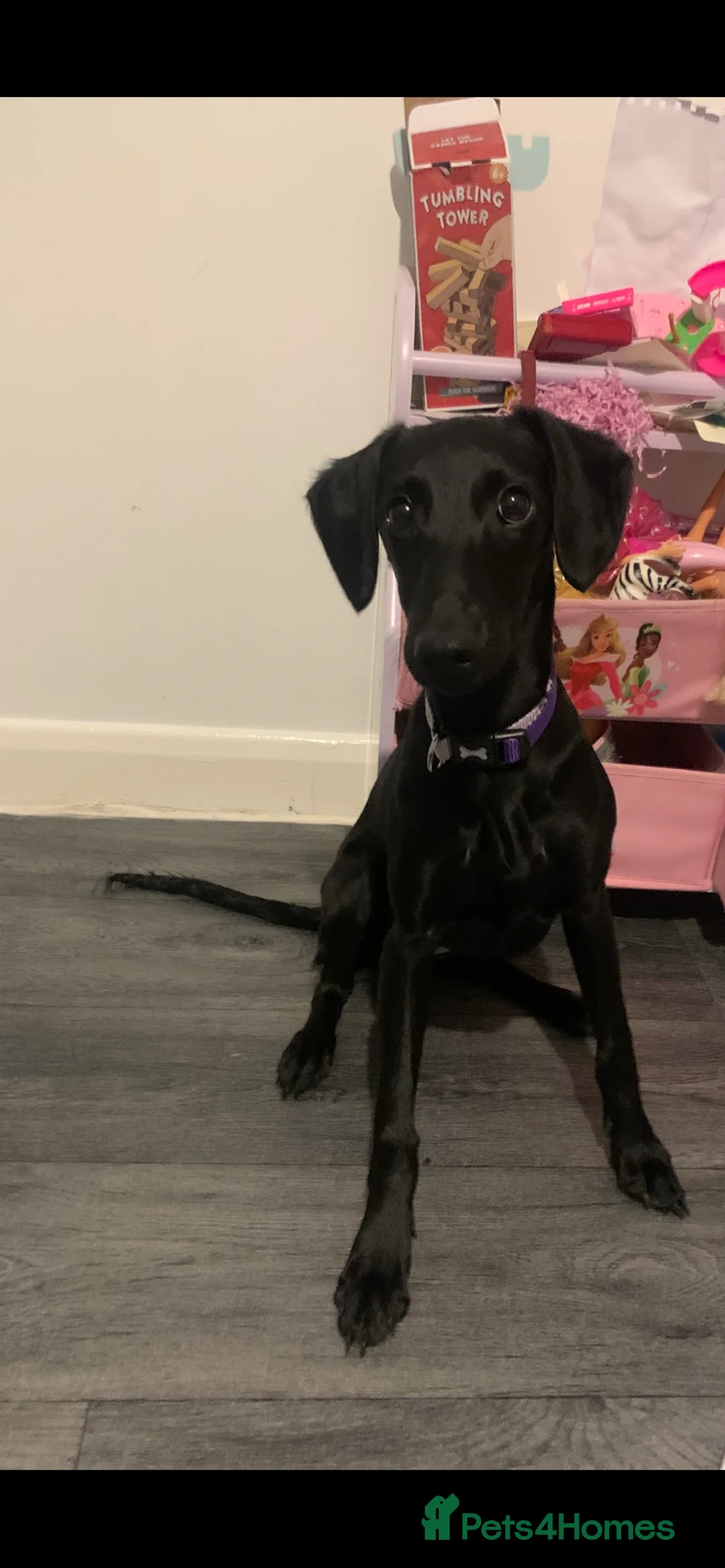 Mixed Breed dogs for sale: Female Whippet cross - Advert 1