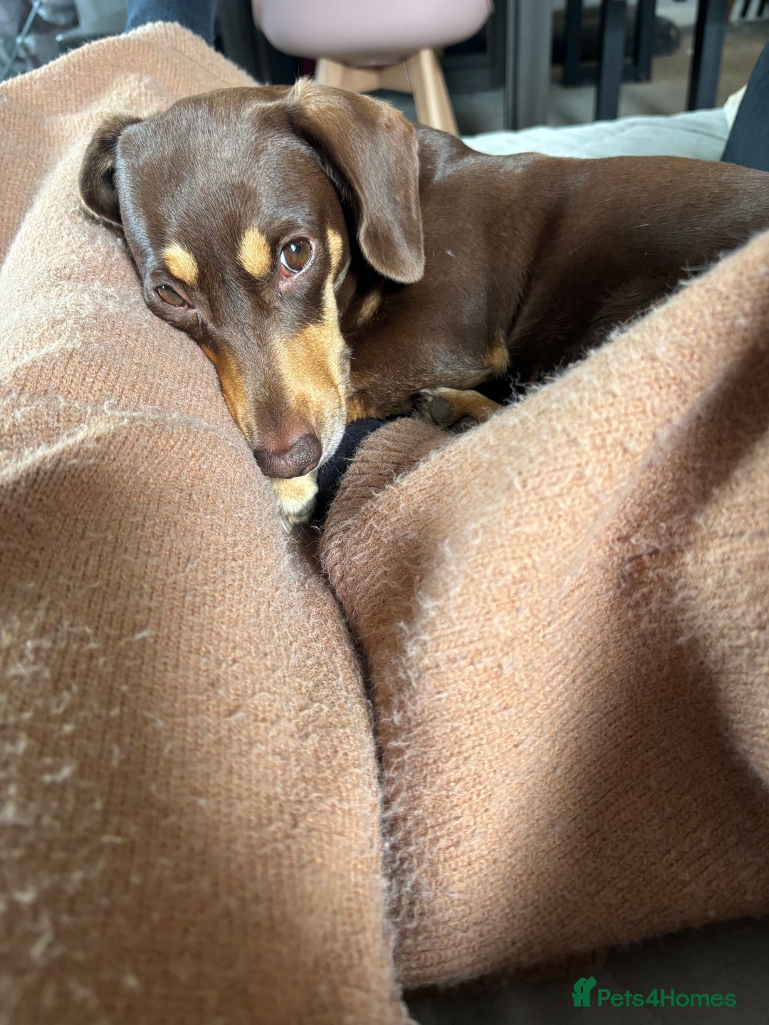 Dachshund dogs for sale: Rolo and Roxy are 3 years old and need a new home - Advert 18