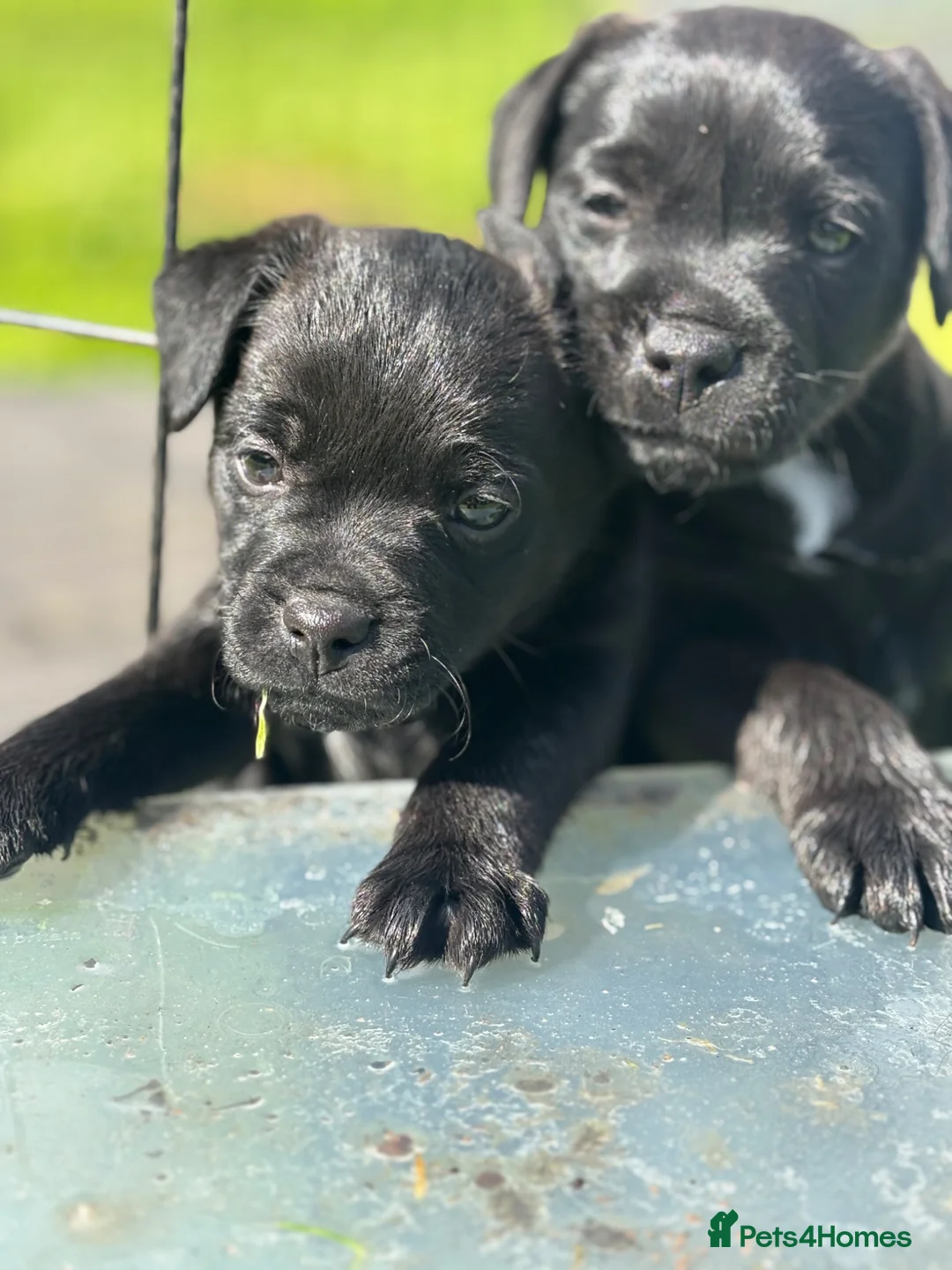 Patterdale Terrier dogs for sale: Gorgeous patterdale pups for sale - Advert 1