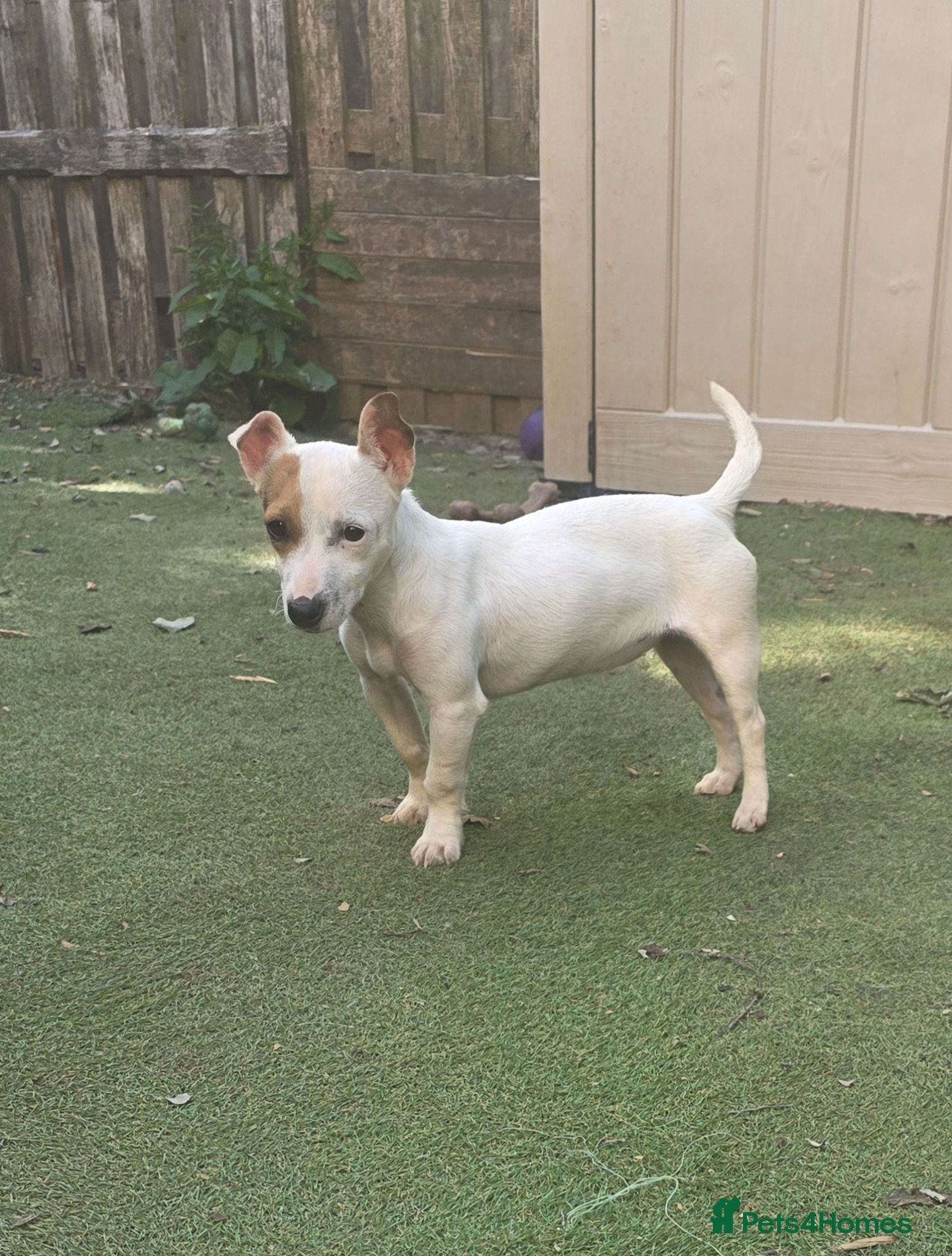 Jack Russell dogs Miniature short legged white Jack russell pup - Advert 2