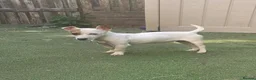 Jack Russell dogs for sale: Miniature short legged white Jack russell pup - Advert 1