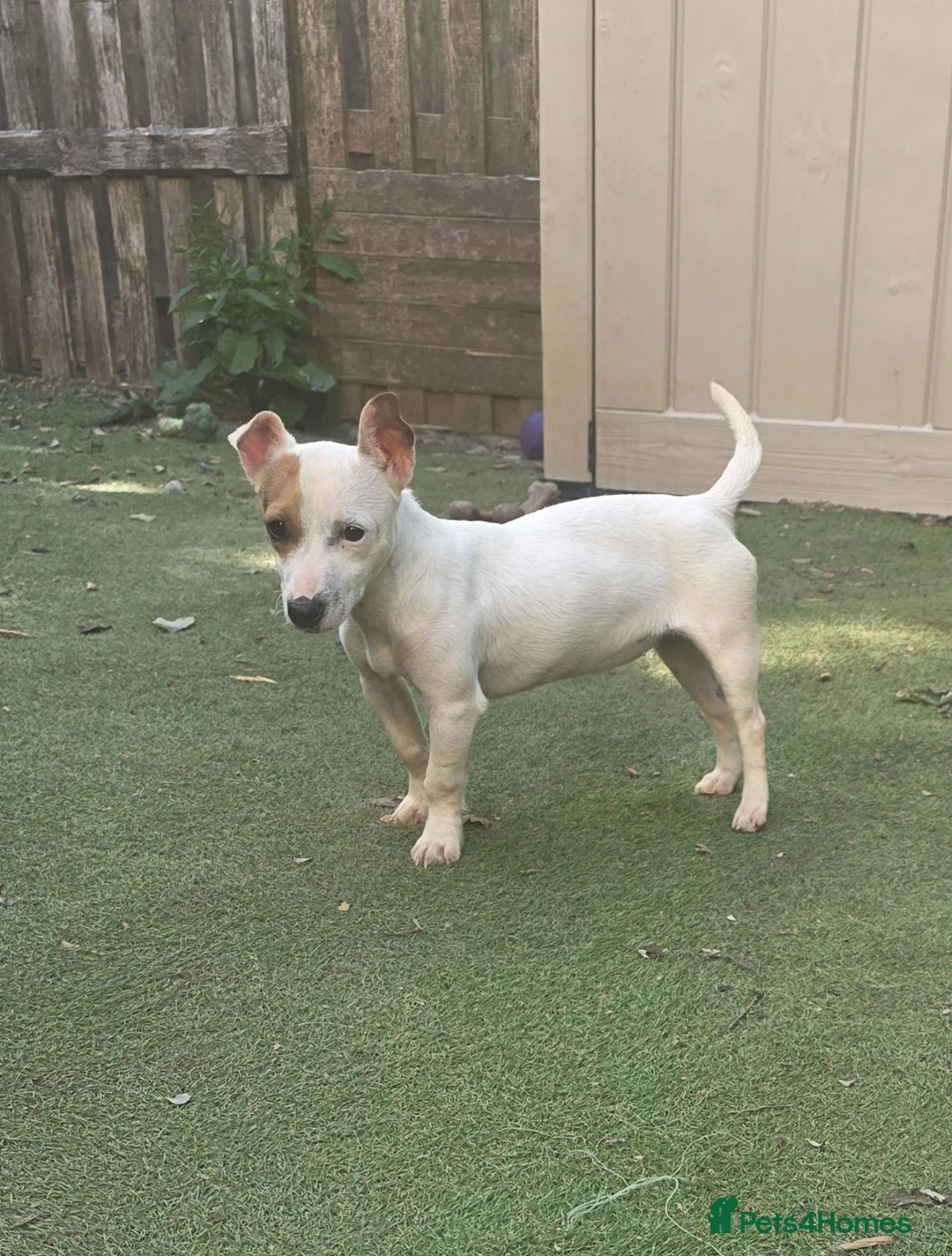 Jack Russell dogs for sale: Miniature short legged white Jack russell pup - Advert 1