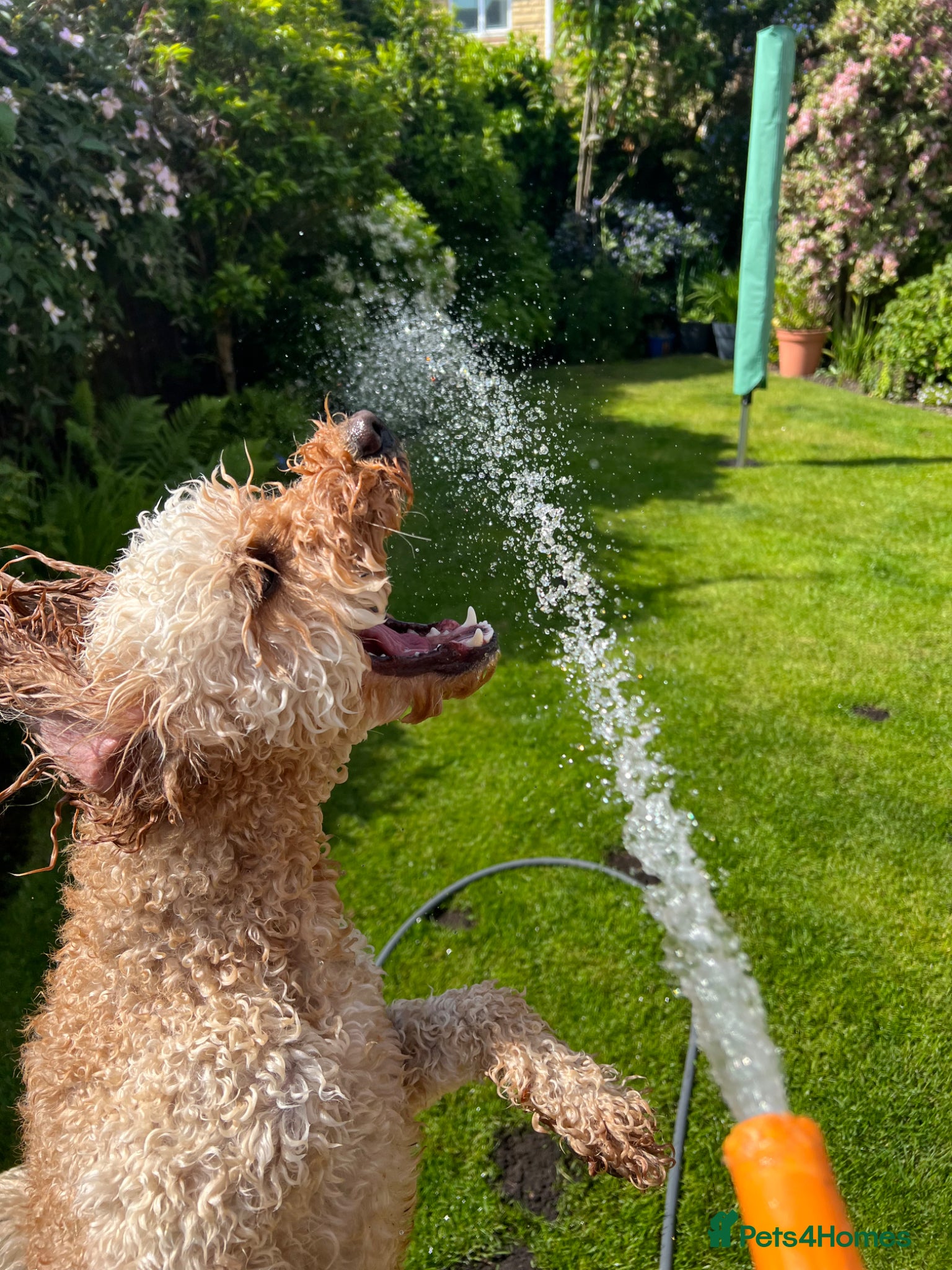 Cockapoo dogs Loving, gentle Cockapoo needs a new home - Advert 14