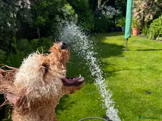 Cockapoo dogs Loving, gentle Cockapoo needs a new home - Advert 14