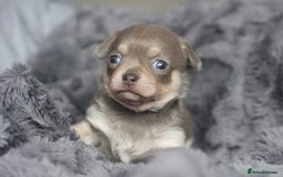 Chihuahua dogs for sale: KC ⭐ stunning Chihuahuas smooth lilac Tri  🐕  - Image 6