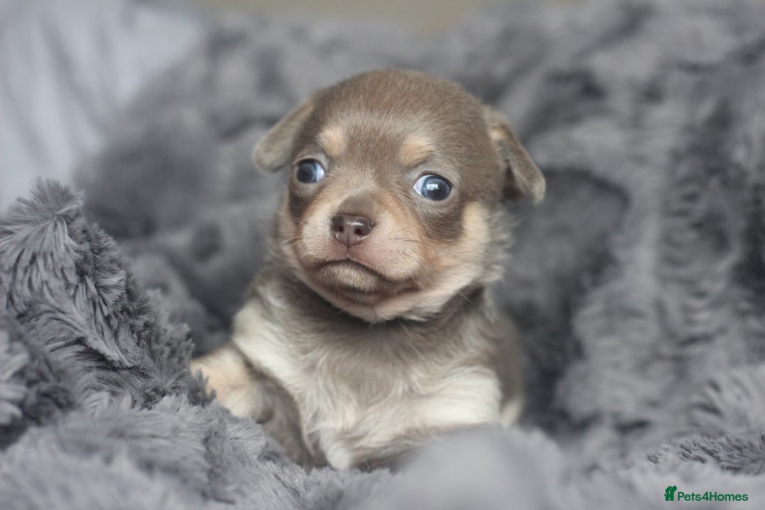 Chihuahua dogs for sale: KC ⭐ stunning Chihuahuas smooth lilac Tri  🐕  - Image 6