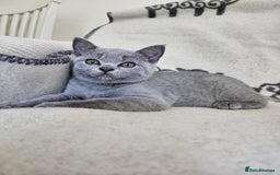 British Shorthair cats for sale: 1 Amazing Female Kitten - Image 7
