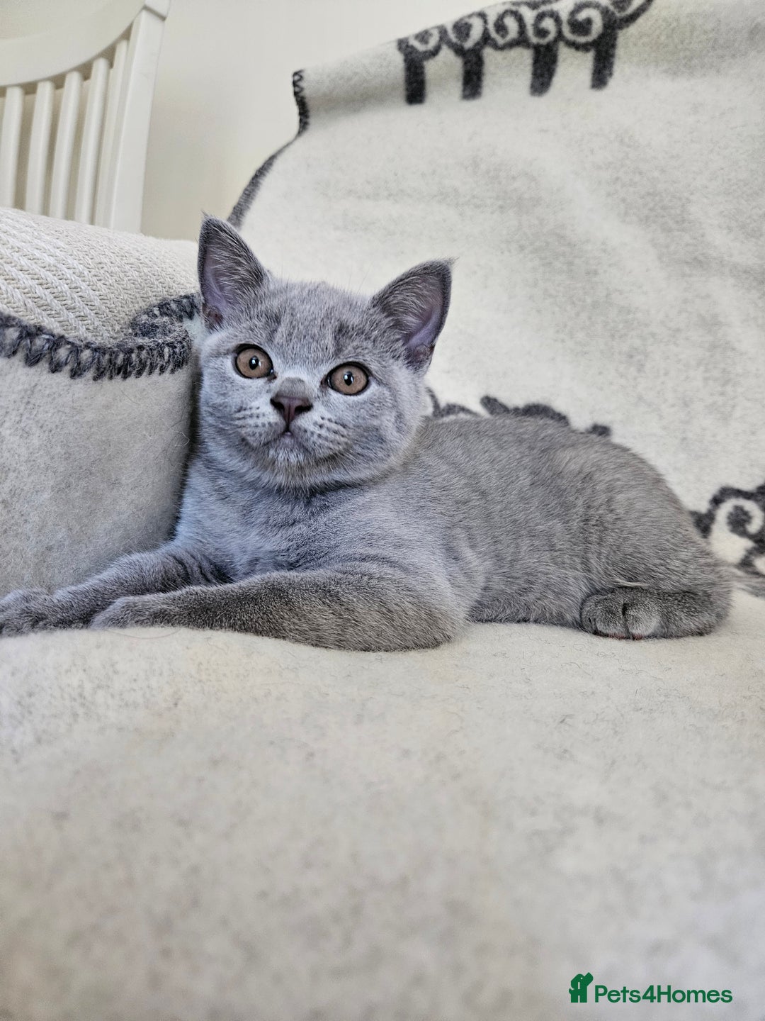 British Shorthair cats for sale: 1 Amazing Female Kitten - Image 7
