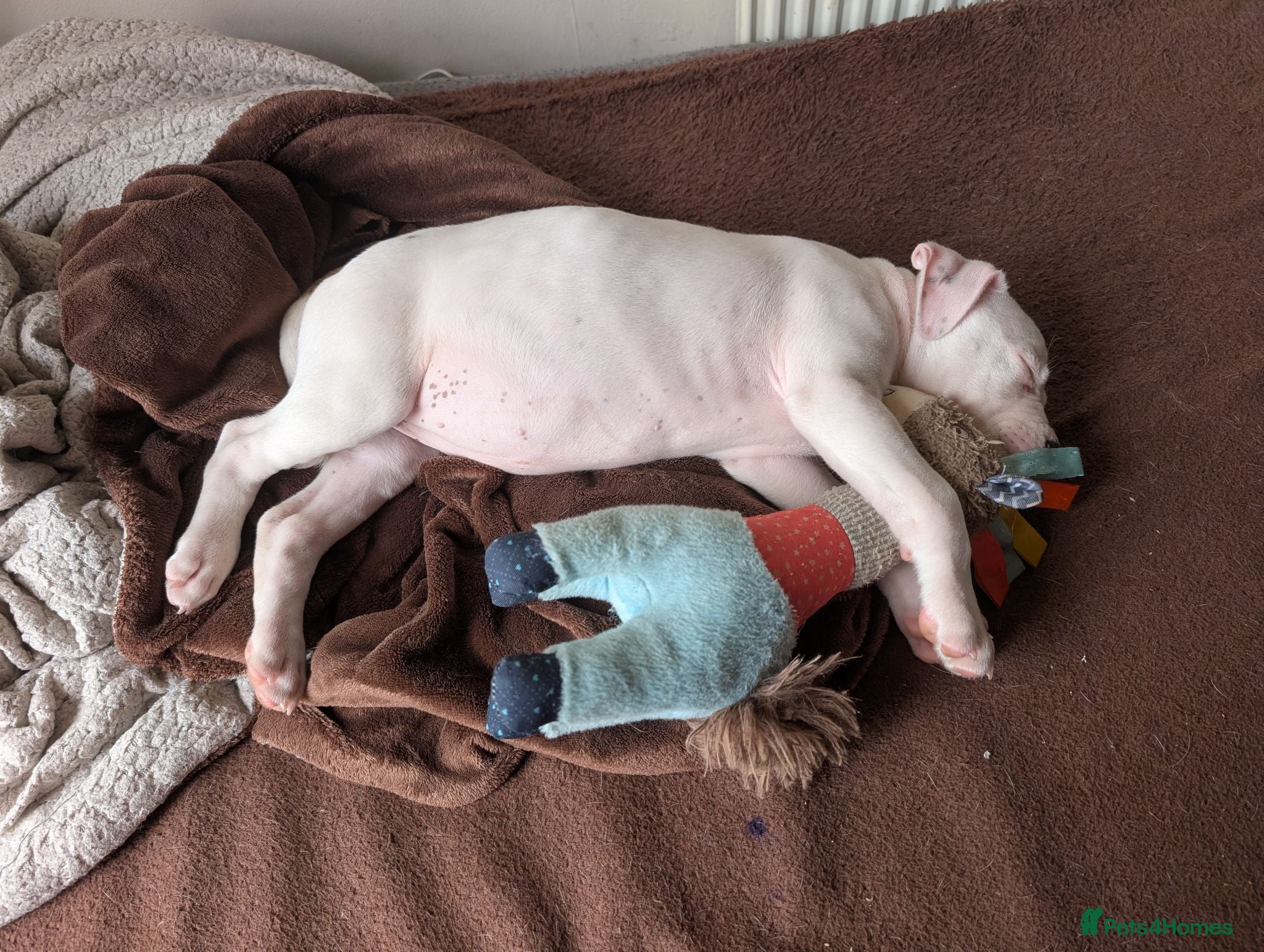 American Bulldog dogs Female American bulldog puppy - Advert 2