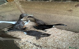Ducks poultry for sale: Runner ducklings - Image 17