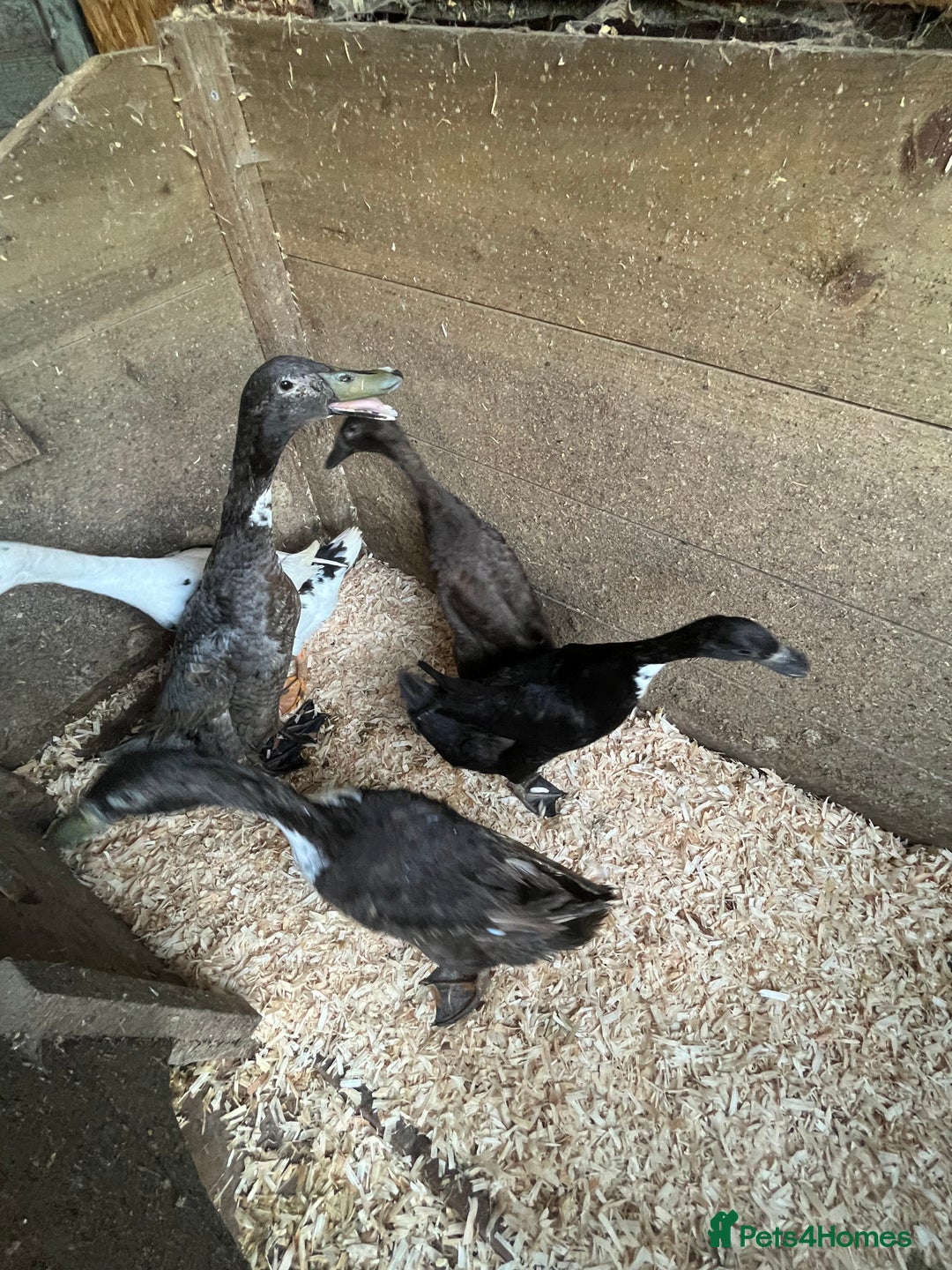 Ducks poultry for sale: Runner ducklings - Image 17