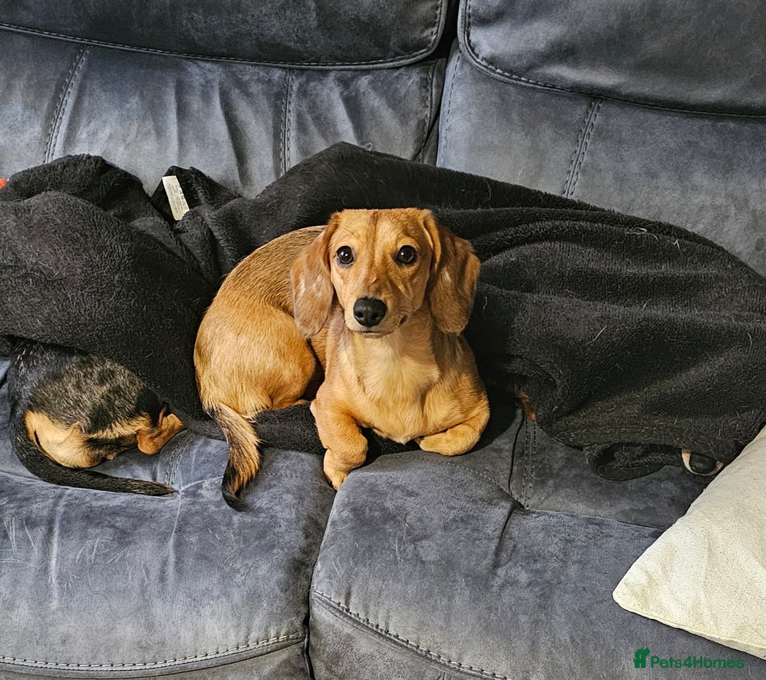 Miniature Dachshund dogs for sale: 7 month shaded cream dapple girl -read in full pls - Advert 1