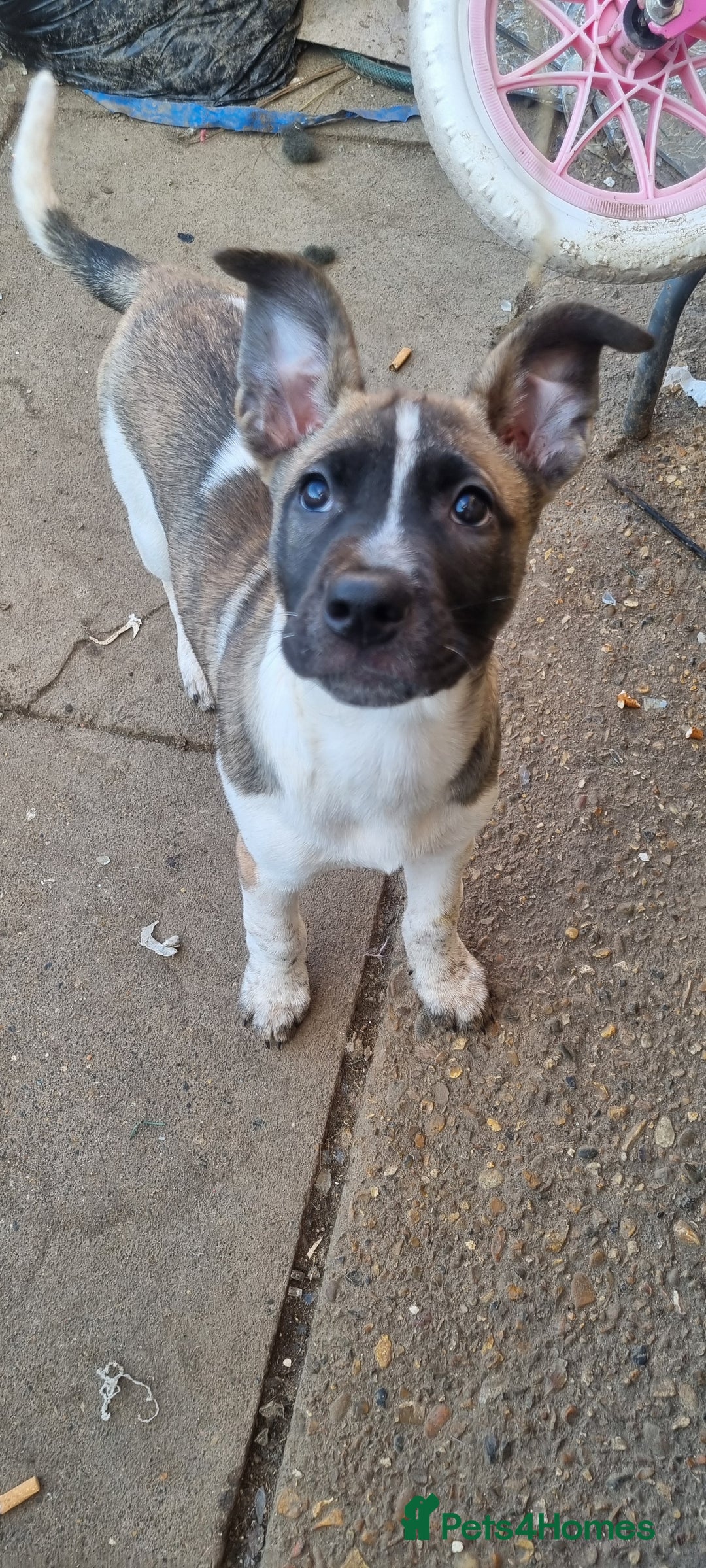 Mixed Breed dogs for sale:  pups - Advert 1