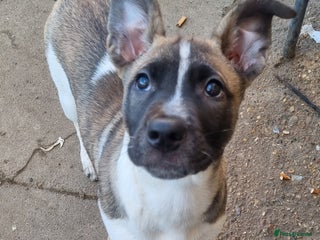 Mixed Breed dogs pups - Advert 6