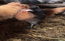 Chickens poultry for sale: Hybrid pullets available  - Image 1