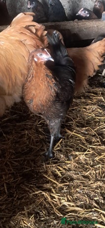 Chickens poultry - Advert 7