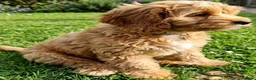 Cavapoo dogs for sale: Cavapoo Puppies looking for their forever homes - Advert 10