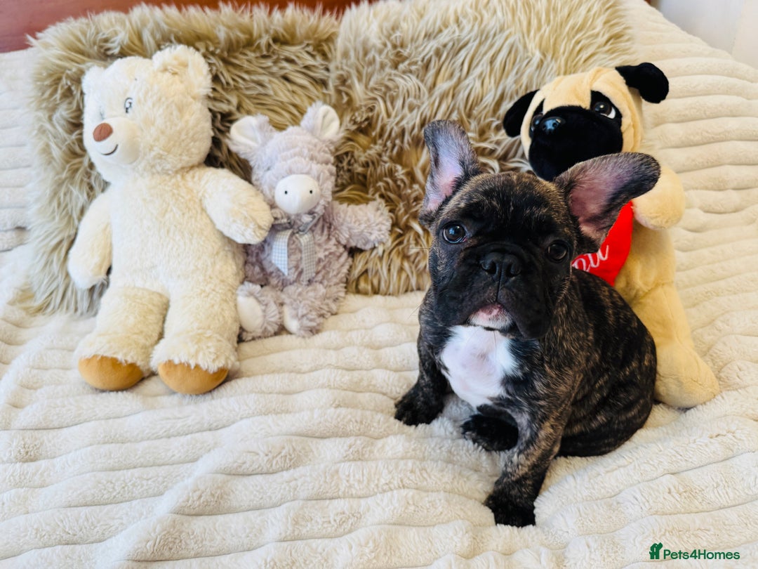 French Bulldog dogs for sale: 🏆KC registered, Standard French Bulldog Puppies🏆 - Image 18