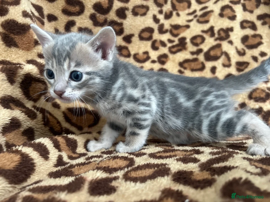 Bengal cats for sale: Beautiful Litter of Bengal Kittens - TICA Reg - Advert 6