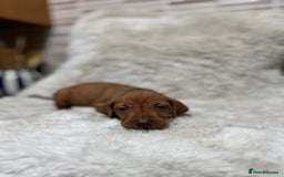 Hungarian Vizsla dogs for sale: 10 Hungarian Vizsla puppies - 6 boys & 4 girls - Image 16