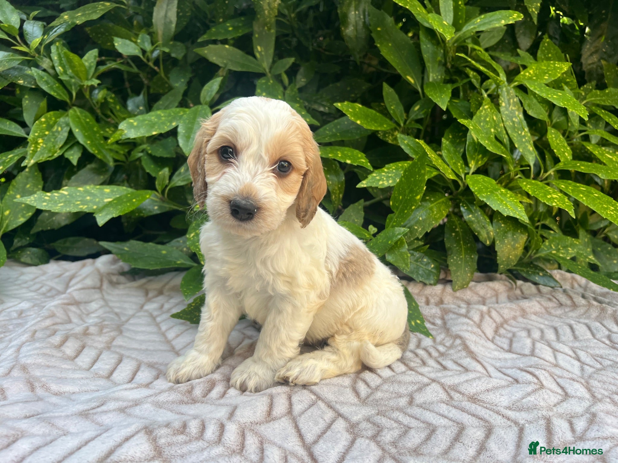 Cockapoo dogs F1 Roan Cockapoo-health tested,full refund guarant - Advert 1