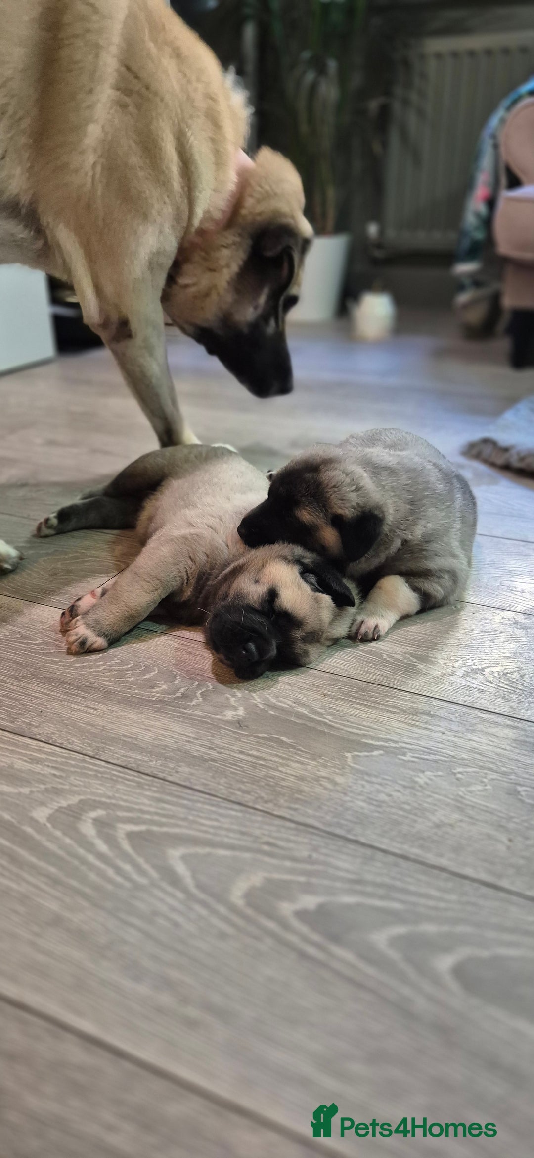 Turkish Kangal dogs for sale: Female Kangals - Advert 3