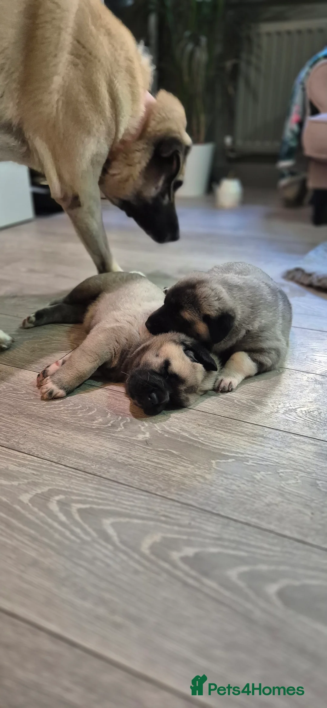 Turkish Kangal dogs for sale: Female Kangals - Advert 3