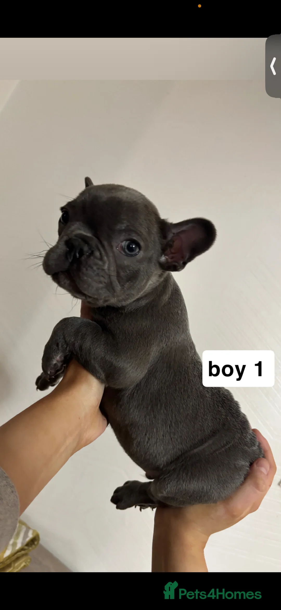 French Bulldog dogs for sale: 2 french bull dog puppies  - Advert 3