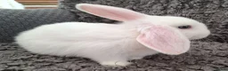 Mini Lop rabbits for sale: Baby Mini Lop Rabbits for sale - Advert 6