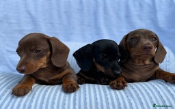 Miniature Dachshund dogs for sale: Kc Registered miniature dachshund  - Image 3