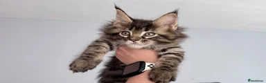 Maine Coon 1