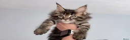 Maine Coon cats for sale: Stunning Maine coon kitten  - Advert 4
